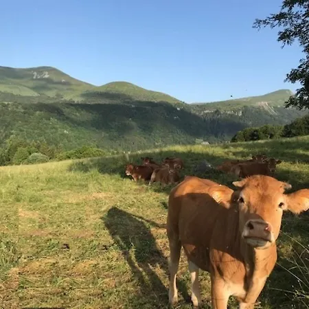 Апартаменты T2 Mont-dore, 4 Pers, Animaux Acceptes - Fr-1-608-275