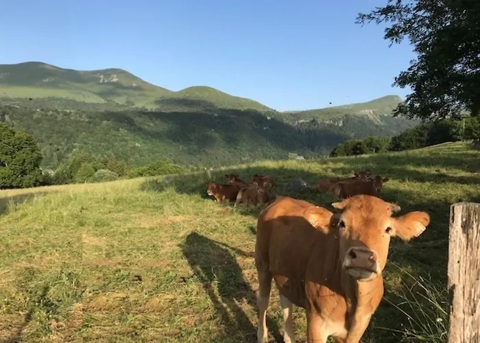 Διαμέρισμα T2 Mont-dore, 4 Pers, Animaux Acceptes - Fr-1-608-275